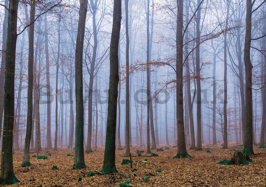 Wall Mural: Fog in the forest (1) - 254x368 cm