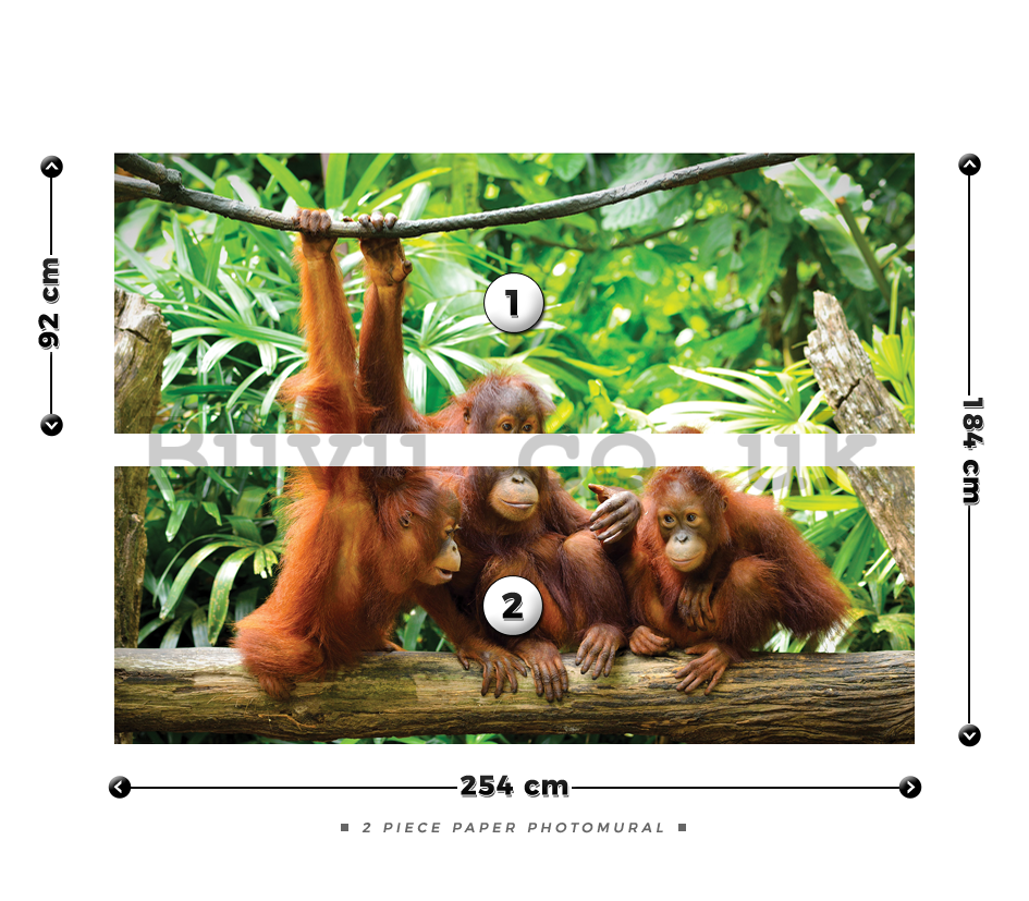 Wall Mural: Orangutans - 184x254 cm