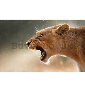 Wall Mural: Lioness - 254x368 cm