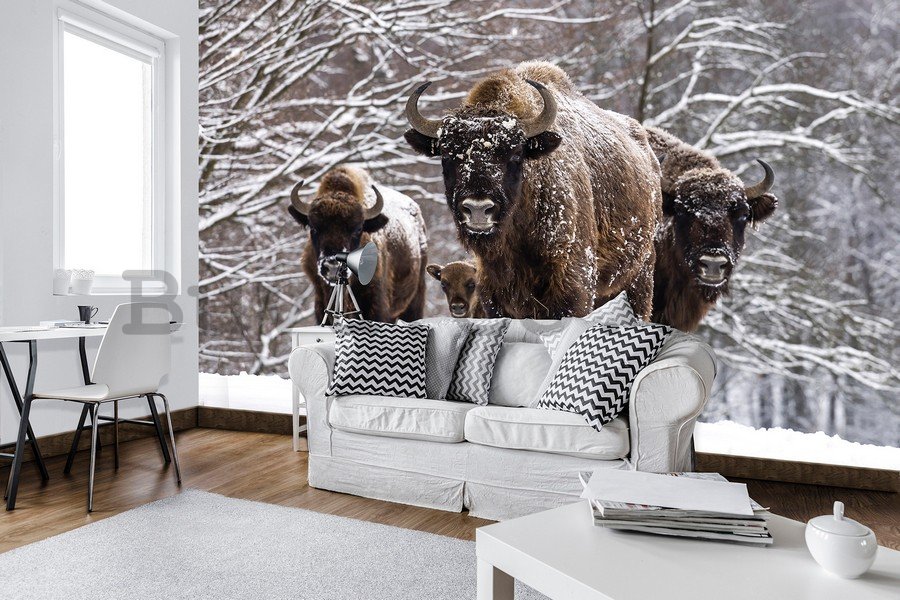 Wall Mural: Bisons - 184x254 cm