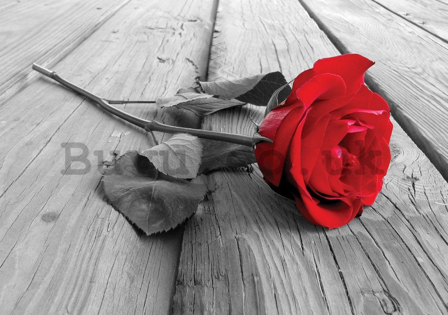 Wall Mural: Red rose - 184x254 cm