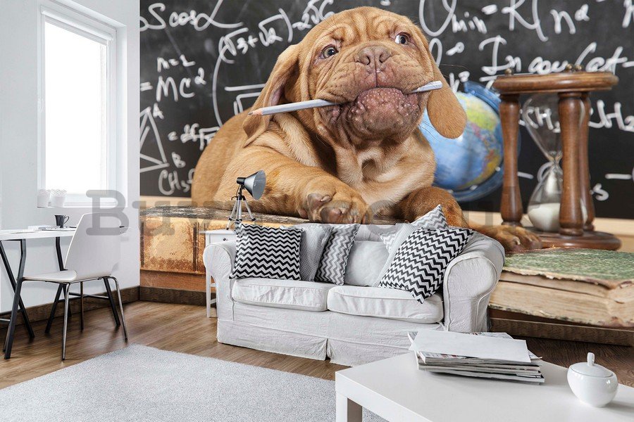 Wall Mural: Dog (student) - 184x254 cm