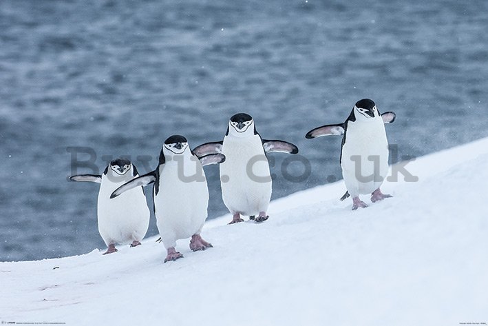 Poster - Penguin Penguin