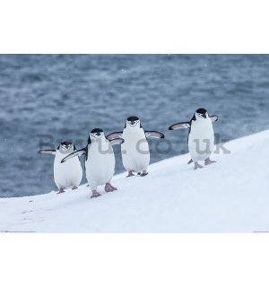 Poster - Penguin Penguin