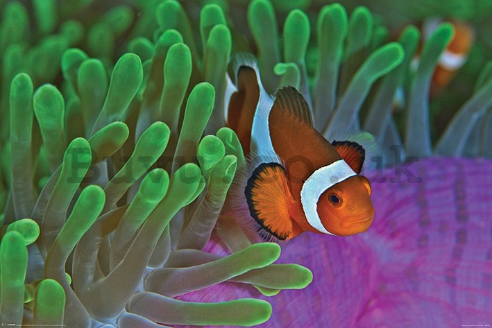 Poster - Ocellaris clownfish and Anemone