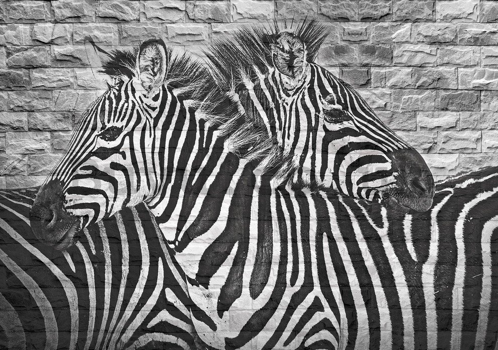 Wall Mural: Zebras - 184x254 cm