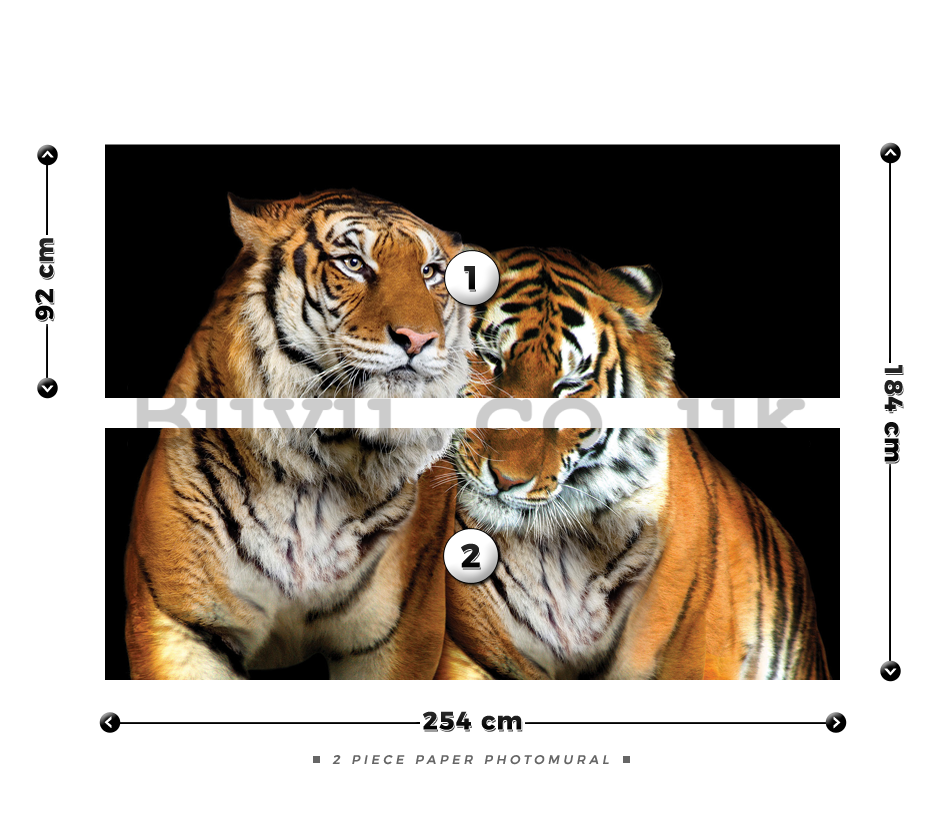 Wall Mural: Two Tigers - 184x254 cm