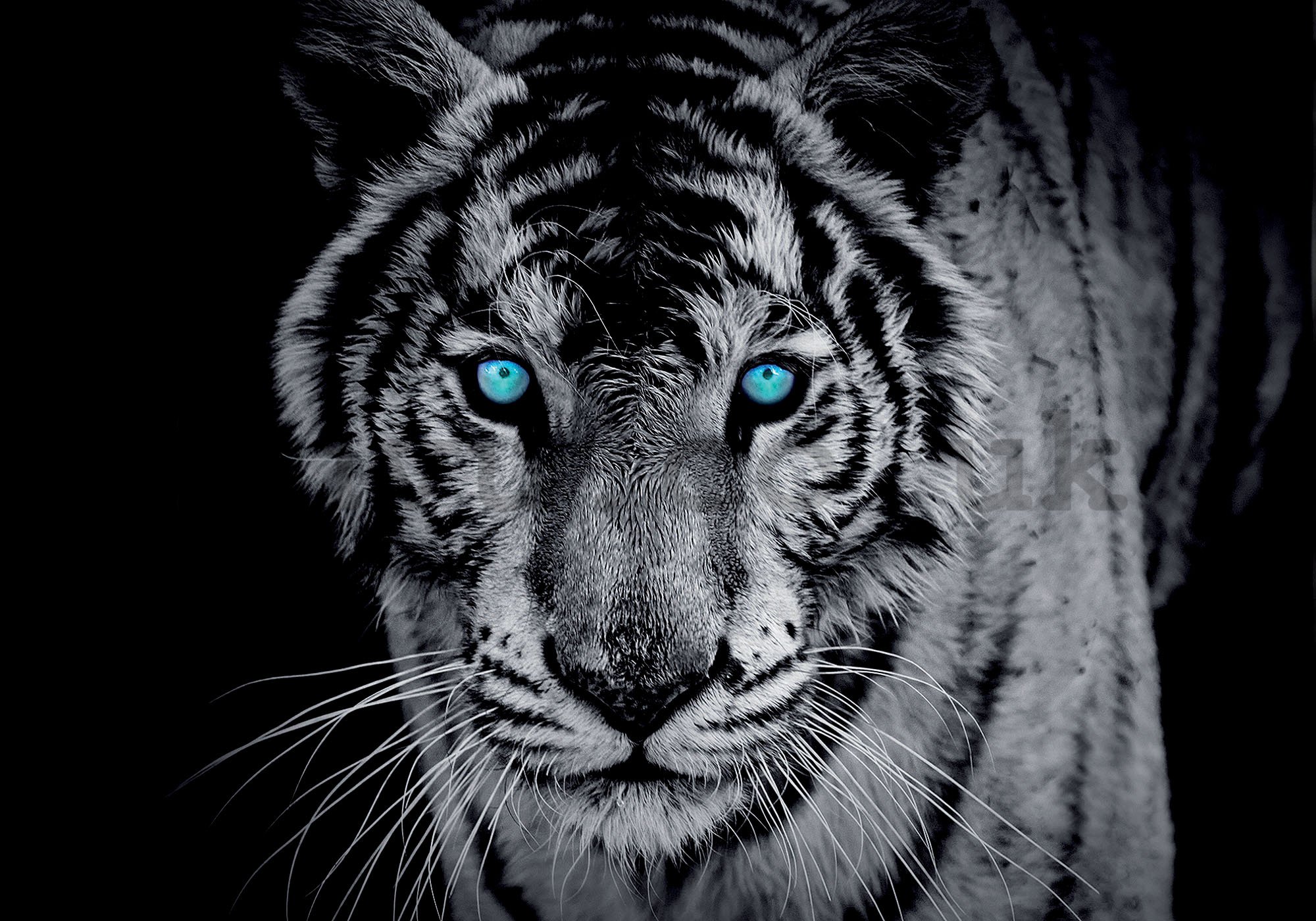 Wall Mural: Black and white tiger - 254x368 cm