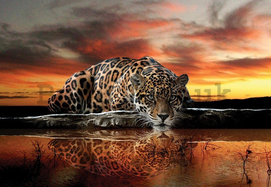 Vlies wall mural : Jaguar - 184x254 cm