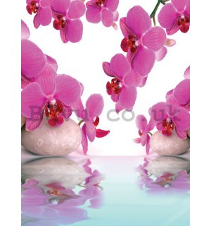 Wall Mural: Orchid and stones - 254x184 cm