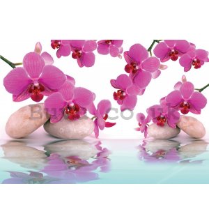 Wall mural vlies: Orchid and stones - 152,5 x 104 cm