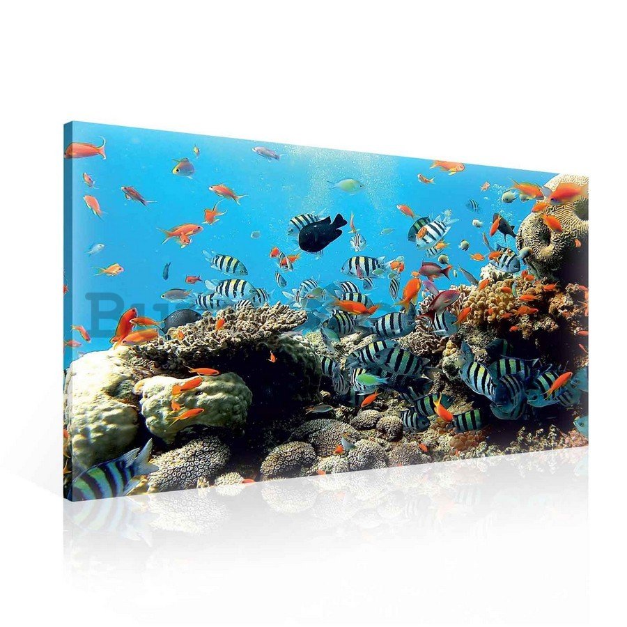 Painting on canvas: Coral reef - 75x100 cm