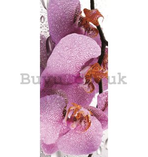 Wall Mural: Orchids (2) - 211x91 cm