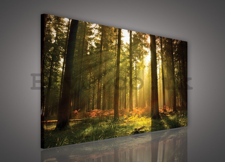 Painting on canvas: Sunrise in the Forest - 75x100 cm