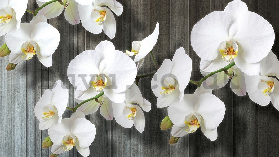 Painting on canvas: White Orchids (3) - 75x100 cm