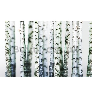 Wall Mural: Birch trees (2) - 184x254 cm