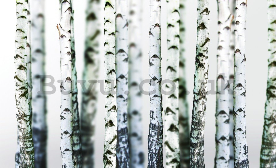 Wall Mural: Birch trees (2) - 254x368 cm