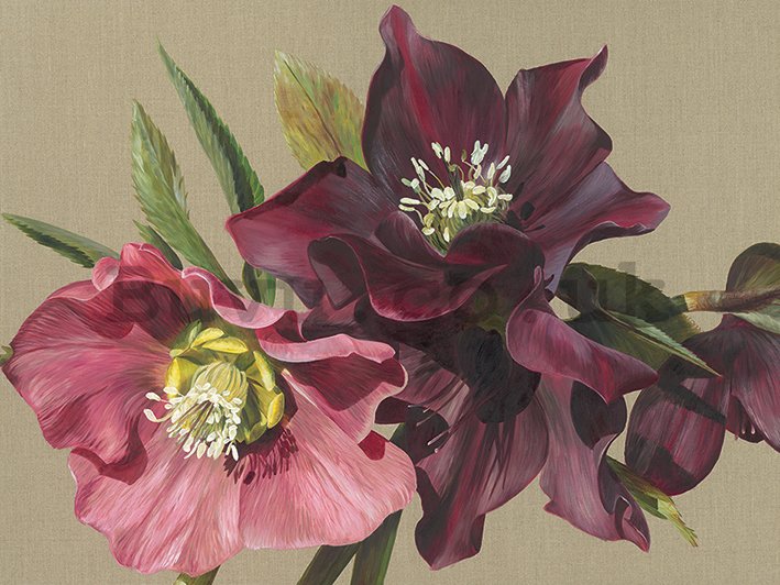 Painting on canvas: Sarah Caswell, Nightshade Hellebore