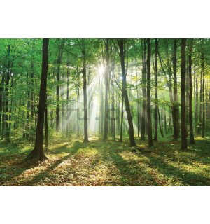 Wall Mural: Sun in the Forest (3) - 184x254 cm