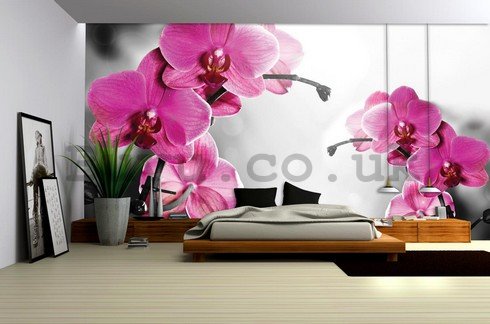 Wall Mural: Orchid on grey background - 254x368 cm