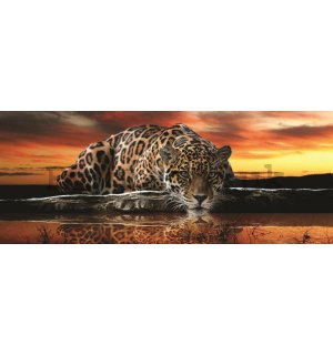 Wall Mural: Jaguar - 104x250 cm