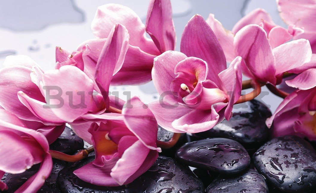 Wall Mural: Spa stones and pink orchids - 254x368 cm