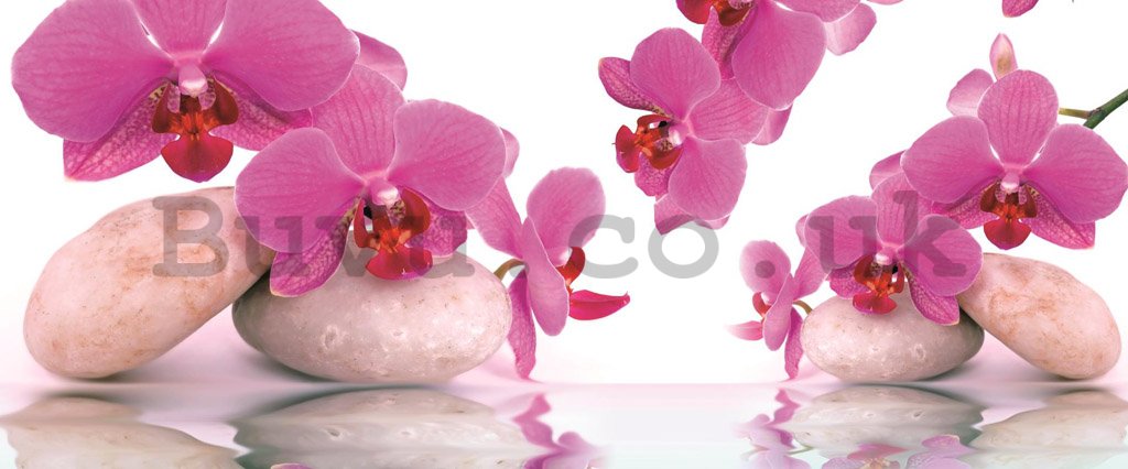 Wall Mural: Orchid and stones - 104x250 cm