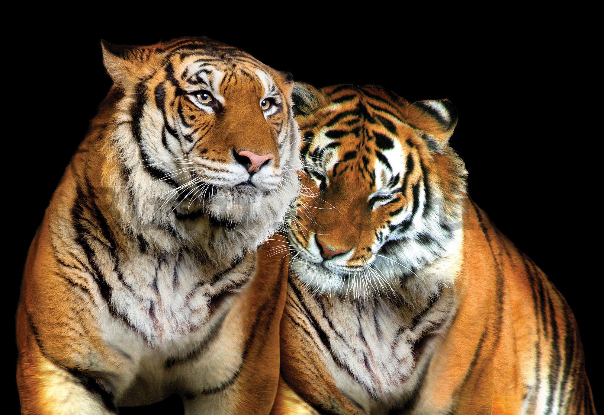 Wall Mural: Two Tigers - 254x368 cm