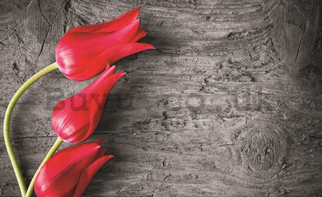 Wall Mural: Red tulips - 184x254 cm