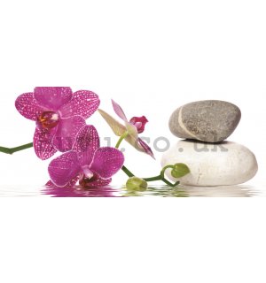Wall Mural: Orchid with stones - 104x250 cm