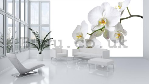 Wall Mural: White orchid - 254x368 cm