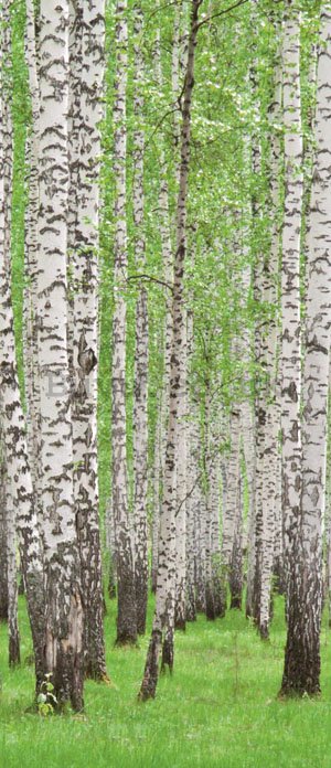 Photo Wallpaper Self-adhesive: Birch trees (1) - 211x91 cm