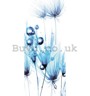 Photo Wallpaper Self-adhesive: Blue dandelions - 211x91 cm