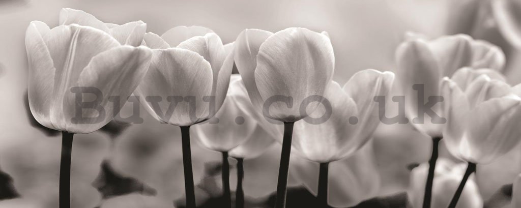 Wall Mural: White and black tulips - 104x250 cm