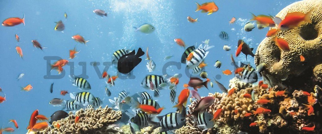 Wall Mural: Coral reef - 104x250 cm