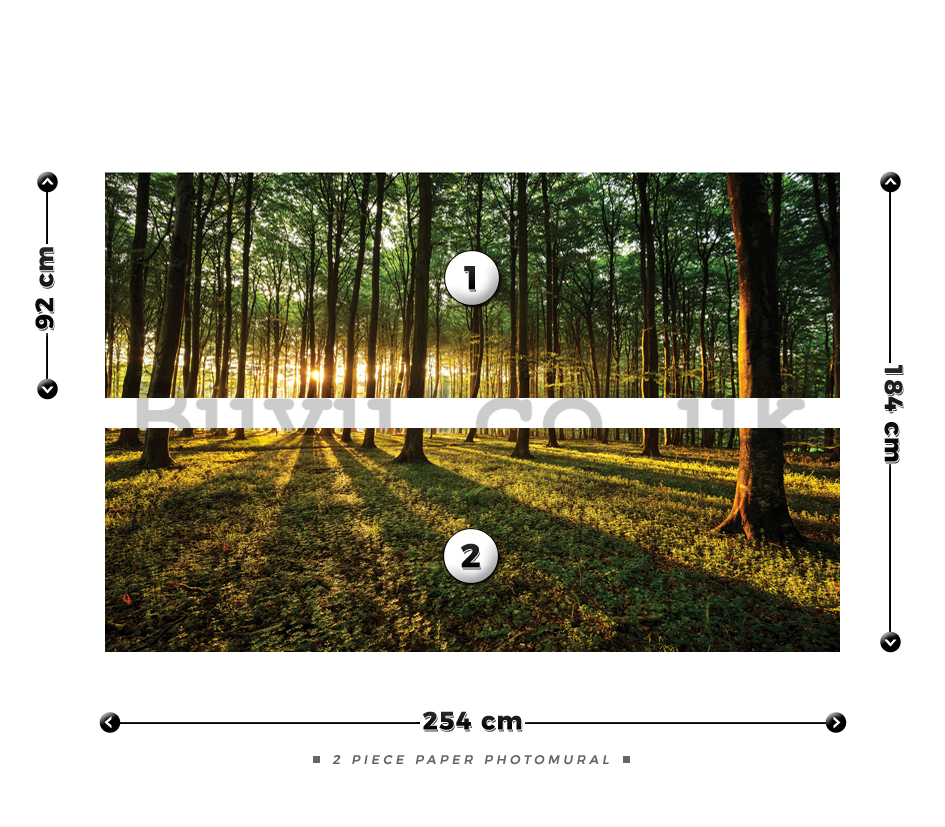Wall Mural: Forest sunset - 184x254 cm