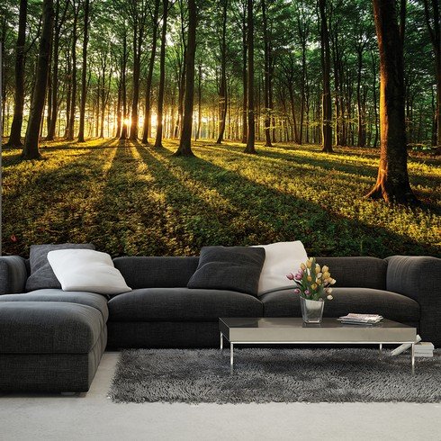 Wall Mural: Forest sunset - 254x368 cm