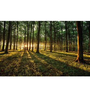 Wall Mural: Forest sunset - 254x368 cm