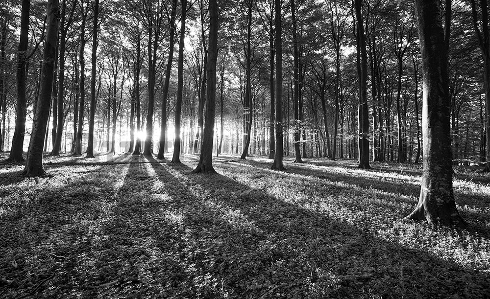Wall Mural: Black and white forest (1) - 254x368 cm