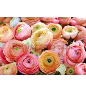 Wall Mural: Orange and pink roses  - 184x254 cm