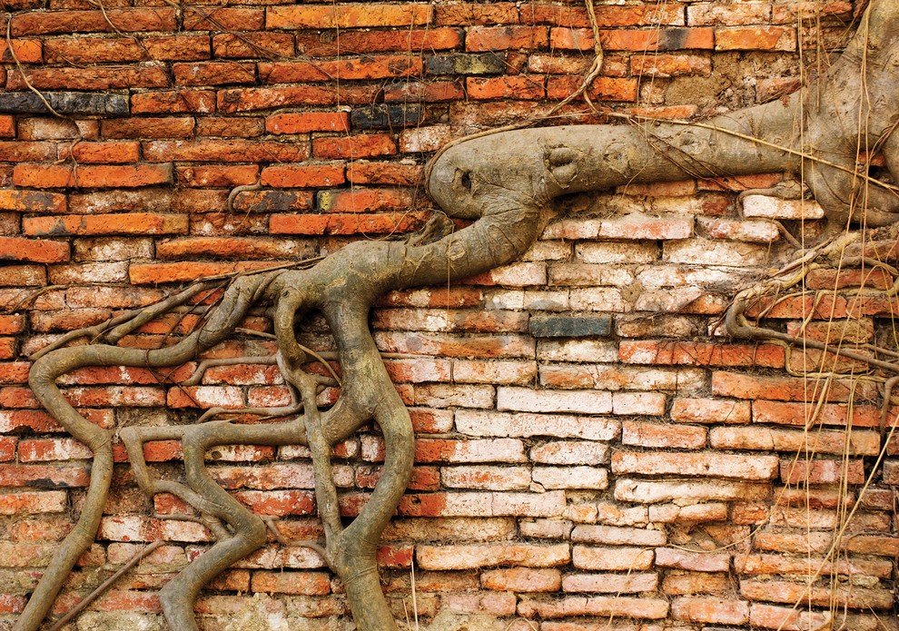 Wall Mural: Roots - 254x368 cm