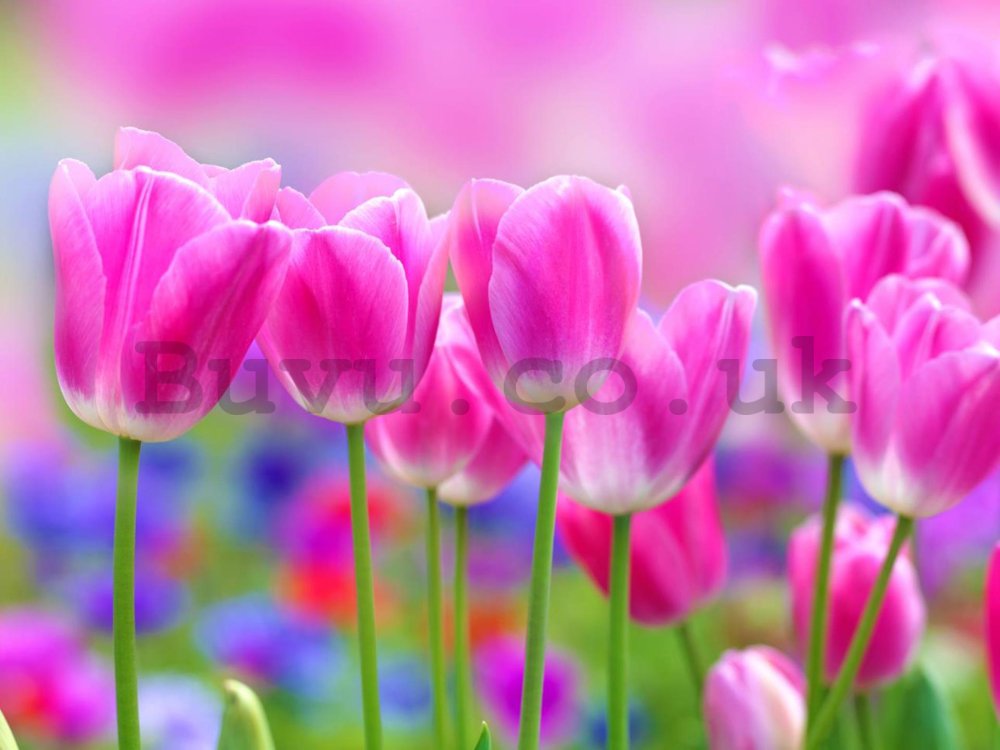 Wall Mural: Violet tulips - 184x254 cm