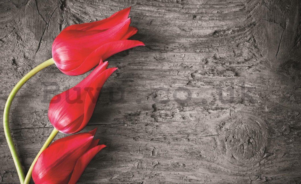 Wall Mural: Red tulips - 254x368 cm