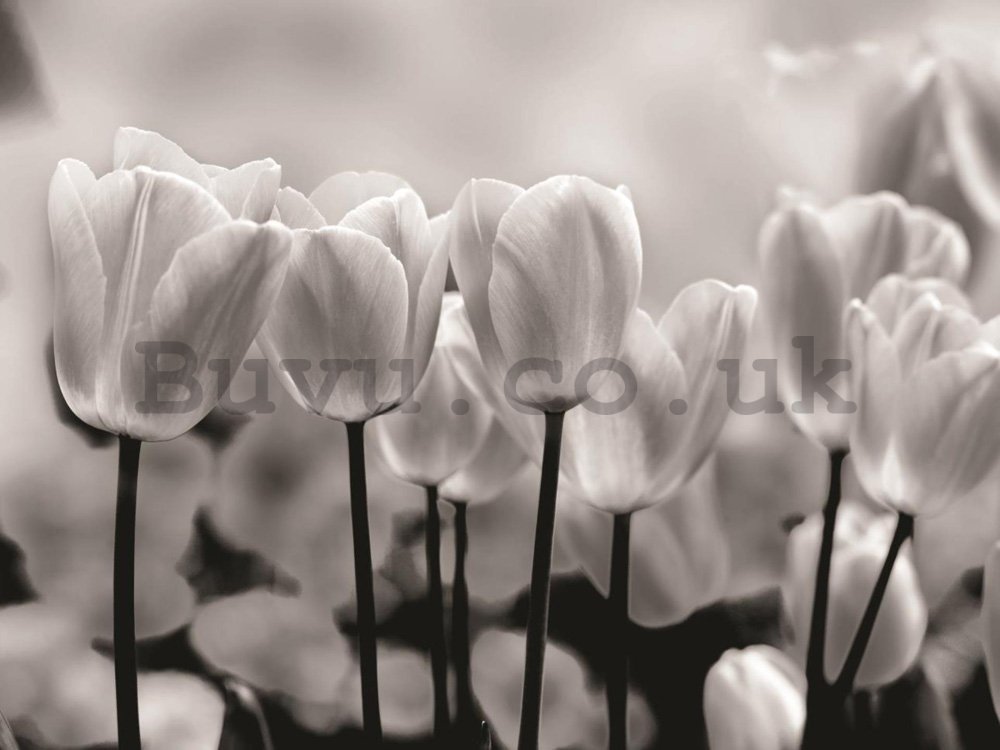 Wall Mural: White and black tulips - 184x254 cm