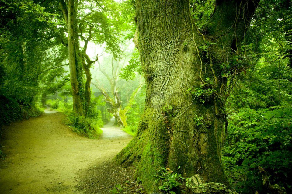Wall Mural: Magical forest - 184x254 cm