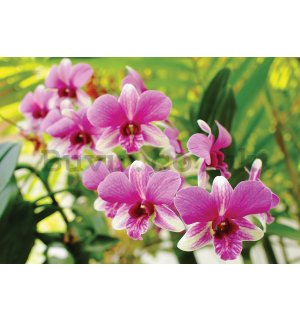 Wall Mural: Orchid (3) - 184x254 cm