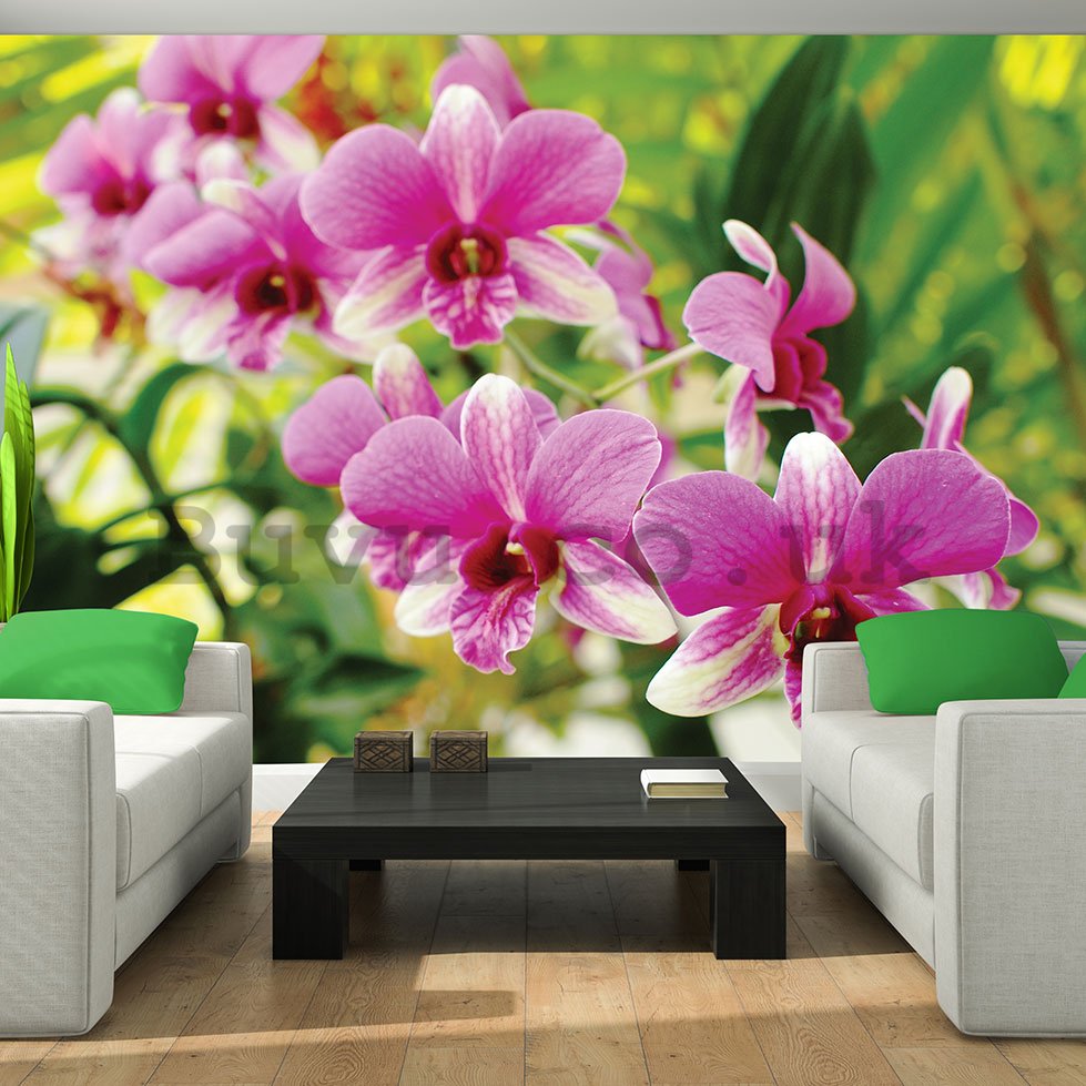 Wall Mural: Orchid (3) - 254x368 cm