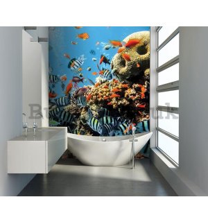 Wall Mural: Coral reef  - 254x184 cm