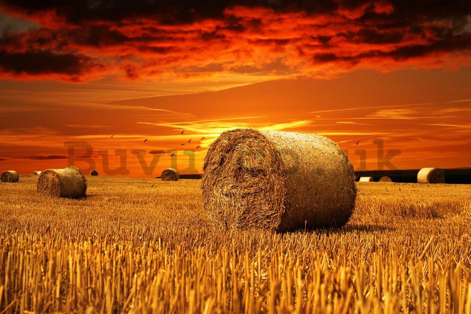 Wall Mural: Bales of straw in the field  - 184x254 cm