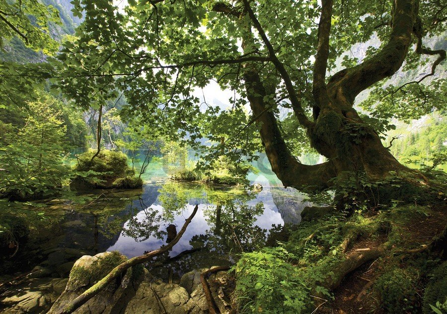 Vlies wall mural : Forest pool - 184x254 cm